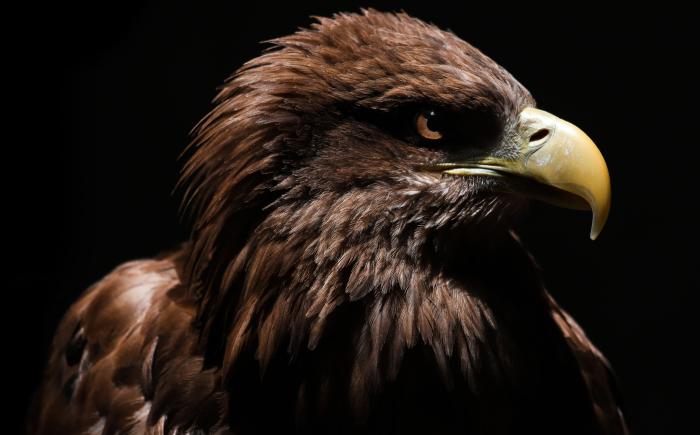 Steppe Eagle | Al Ain Zoo Steppe Eagle | Al Ain Zoo