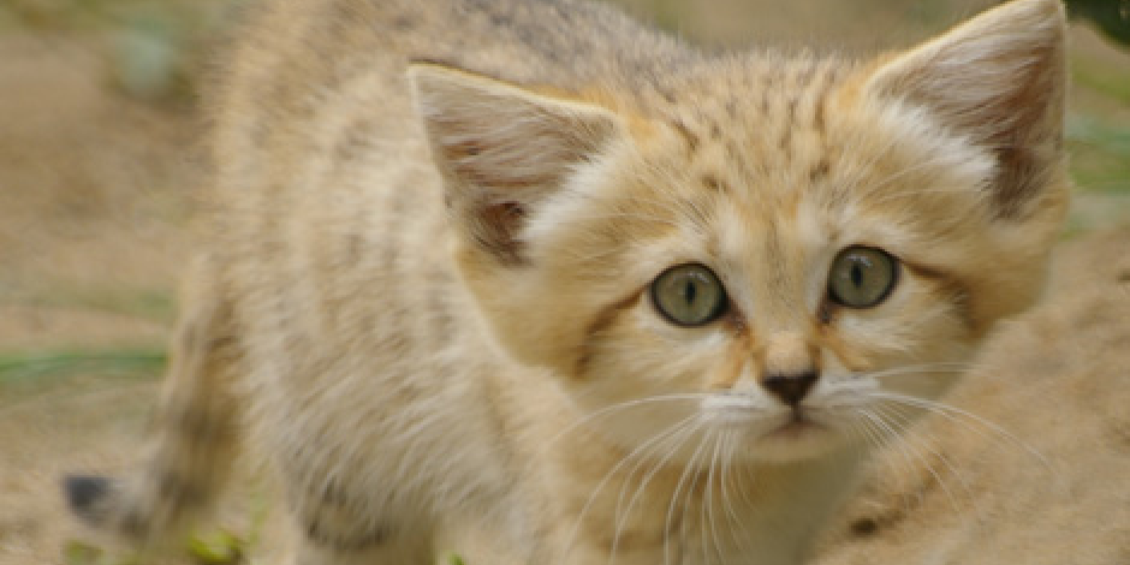 Arabian Sand Cat Kittens