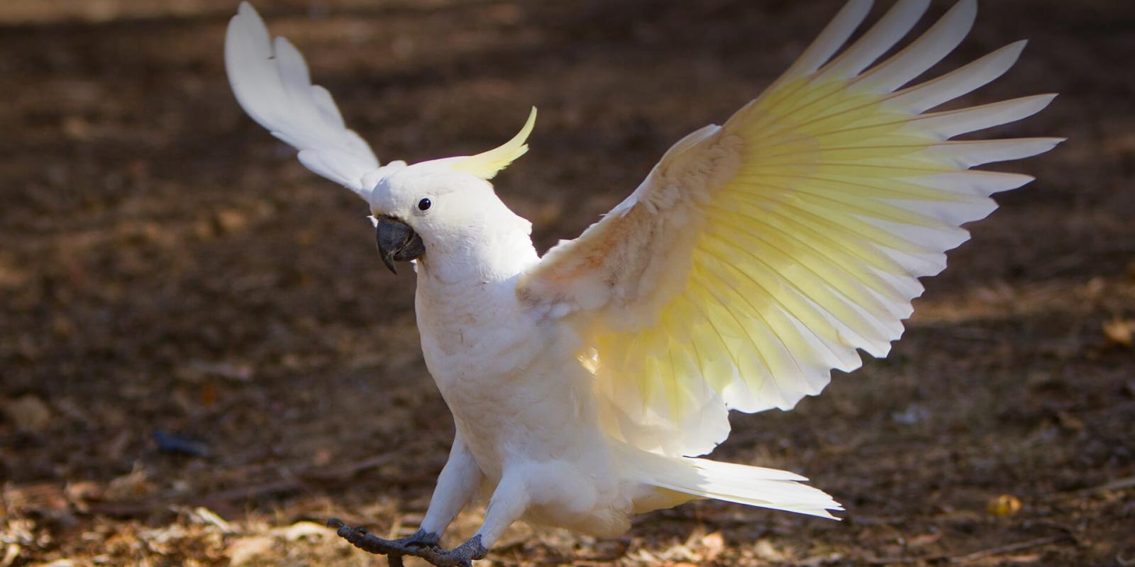 Lesser Sulfur- crested Cockatoo | Al Ain Zoo