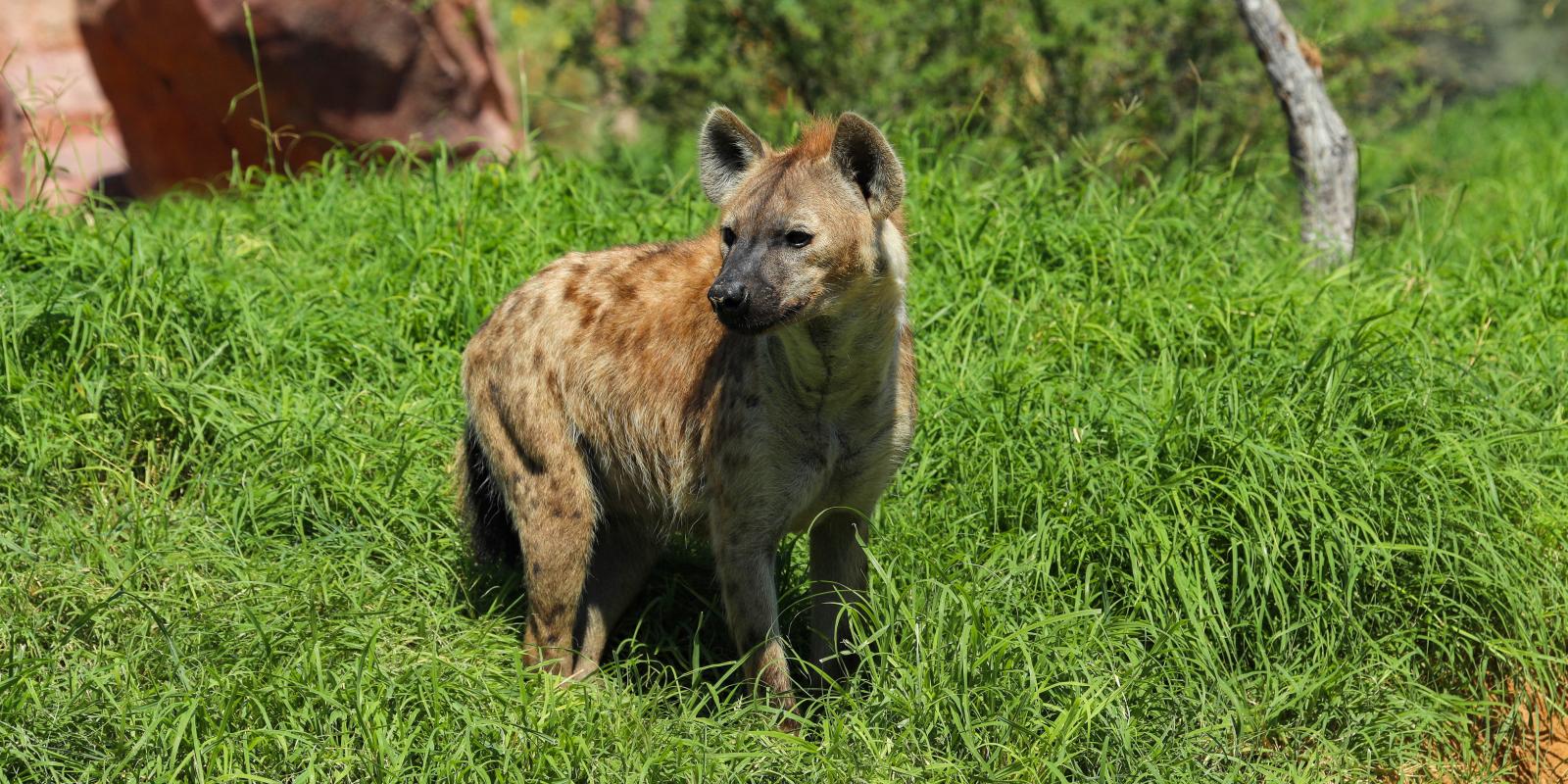 Spotted Hyena | Al Ain Zoo