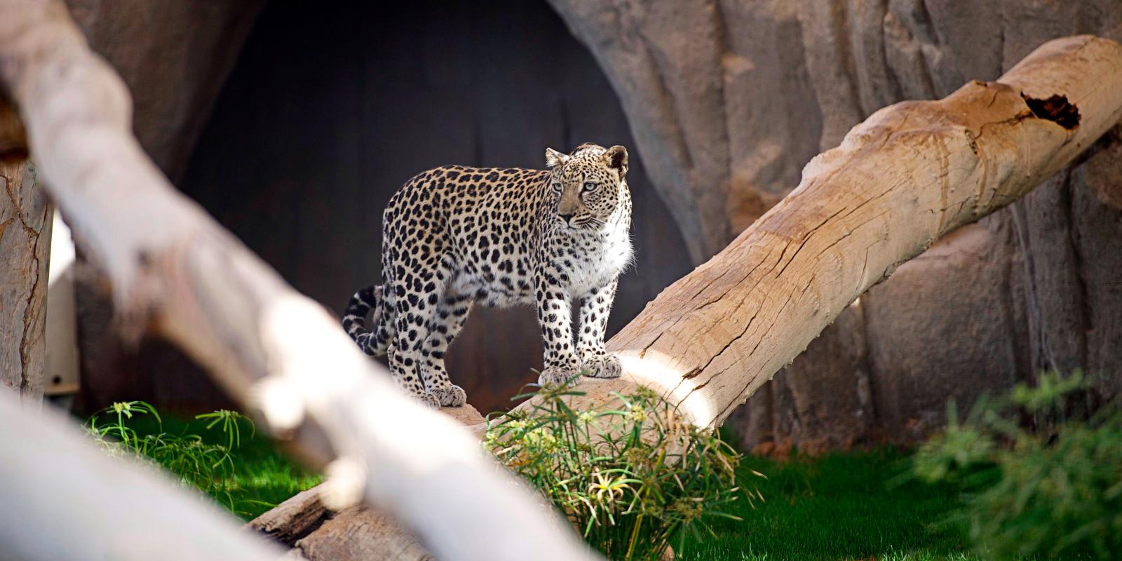 Leopard, Muroor, Abu Dhabi