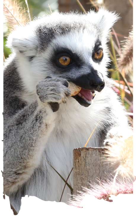 dubai safari park vs al ain zoo