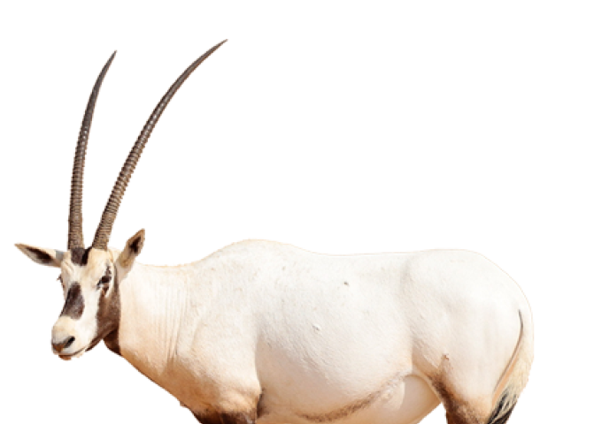 Conservation | Al Ain Zoo Conservation | Al Ain Zoo
