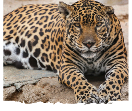jaguarthmubnail jaguarthmubnail