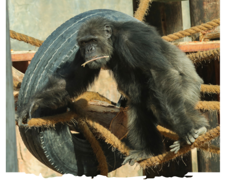 chimpanzeethumnail chimpanzeethumnail