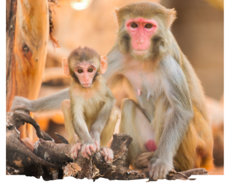Rhesus Mocaque thumbnail Rhesus Mocaque thumbnail