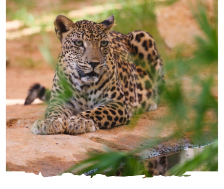 arabianleopardthumbnail arabianleopardthumbnail
