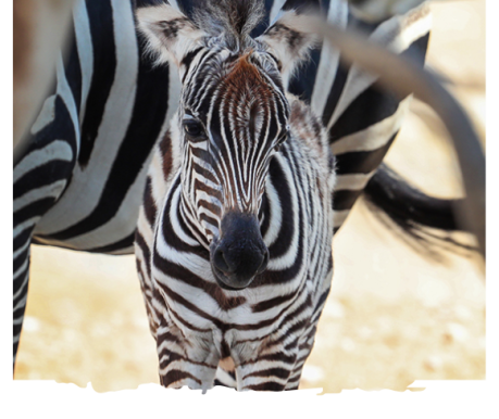 hellobabyzebra