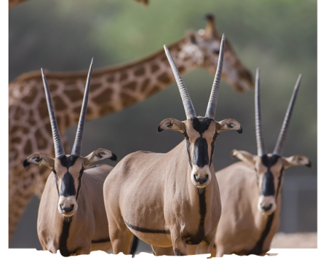 feeding