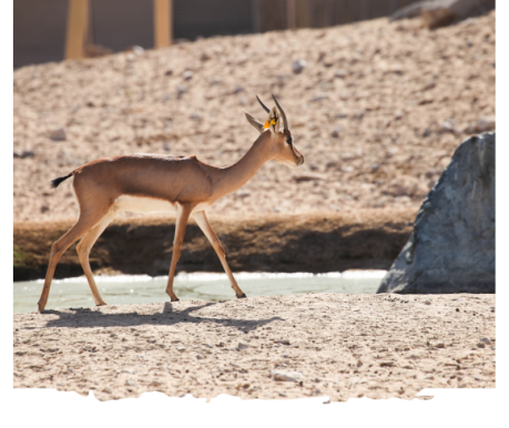 النسخة المصغرة