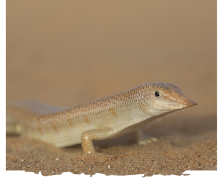 Sandfish